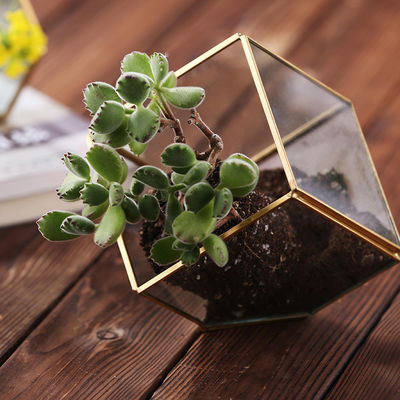 기하학적인 입방 이끼 유리제 Homeware 꽃 식물 terrarium 재배자 이음새가 없는 땜납 협력 업체